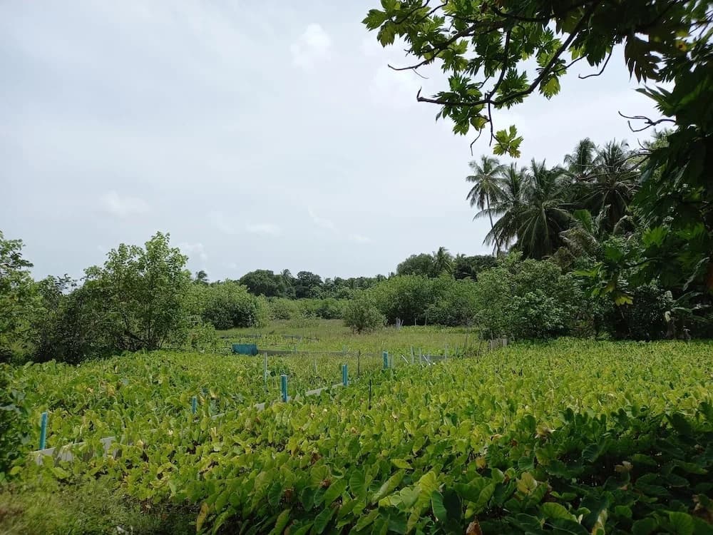 Iruka Guesthouse